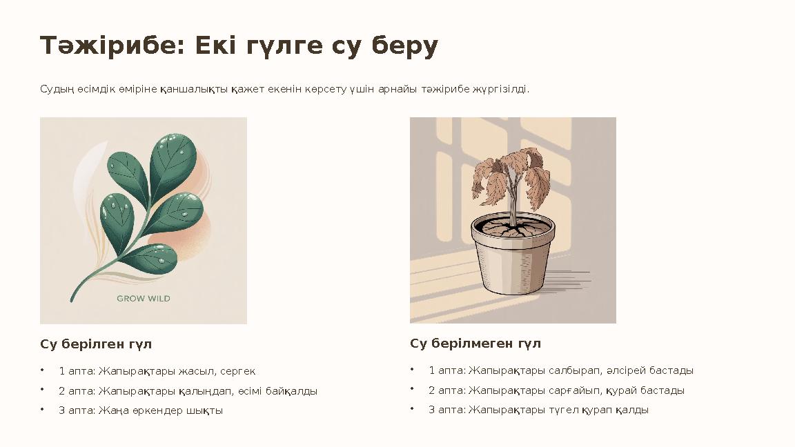 Тәжірибе: Екі гүлге су беру Судың өсімдік өміріне қаншалықты қажет екенін көрсету үшін арнайы тәжірибе жүргізілді. Су берілген г