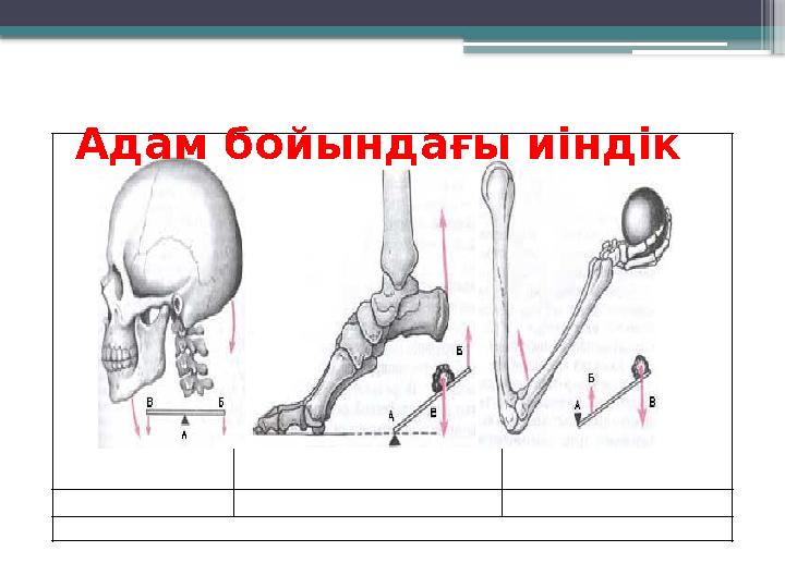 Адам бойындағы иіндік