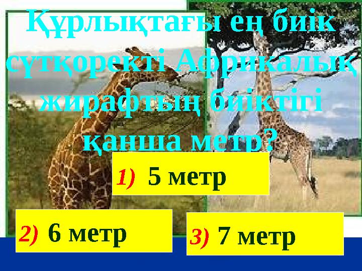 Құрлықтағы ең биік сүтқоректі Африкалық жирафтың биіктігі қанша метр? 2) 6 метр 1) 5 метр 3) 7 метр