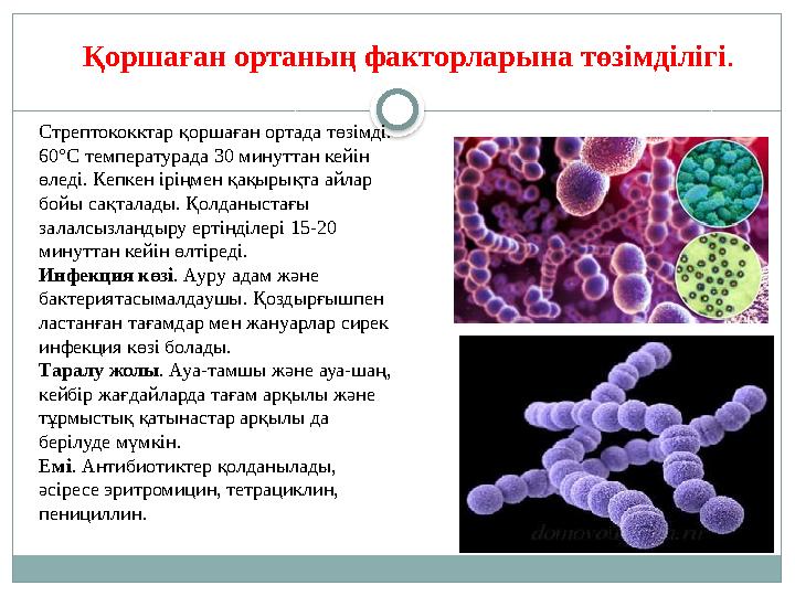 Стрептококктар қоршаған ортада төзімді. 60°С температурада 30 минуттан кейін өледі. Кепкен іріңмен қақырықта айлар бойы сақ