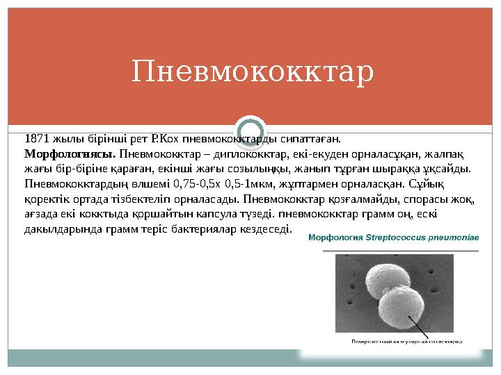 Пневмококктар 1871 жылы бірінші рет Р.Кох пневмококктарды сипаттаған. Морфологиясы. Пневмококктар – диплококктар, екі-екуден о