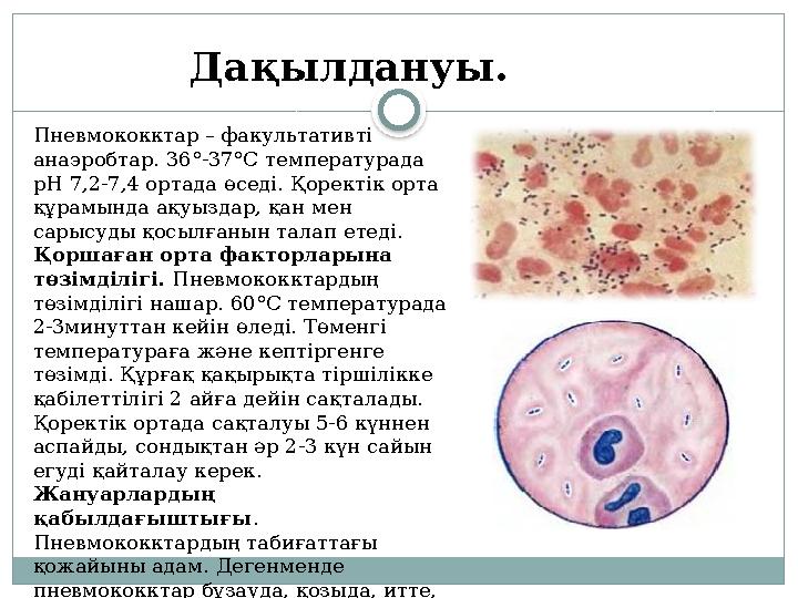 Пневмококктар – факультативті анаэробтар. 36°-37°С температурада рН 7,2-7,4 ортада өседі. Қоректік орта құрамында ақуыздар,