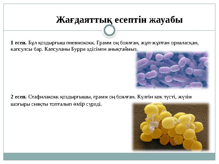 1 есеп. Бұл қоздырғыш пневмококк. Грамм оң боялған, жұп-жұптан орналасқан, капсулсы бар. Капсуланы Бурри әдісімен анықтаймыз.