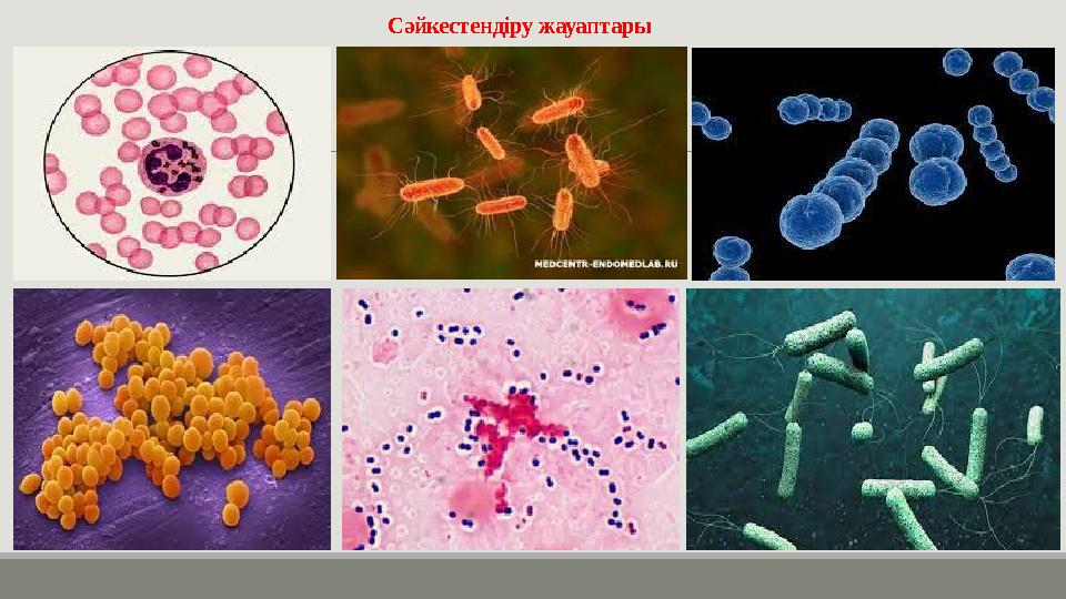 Сәйкестендіру жауаптары
