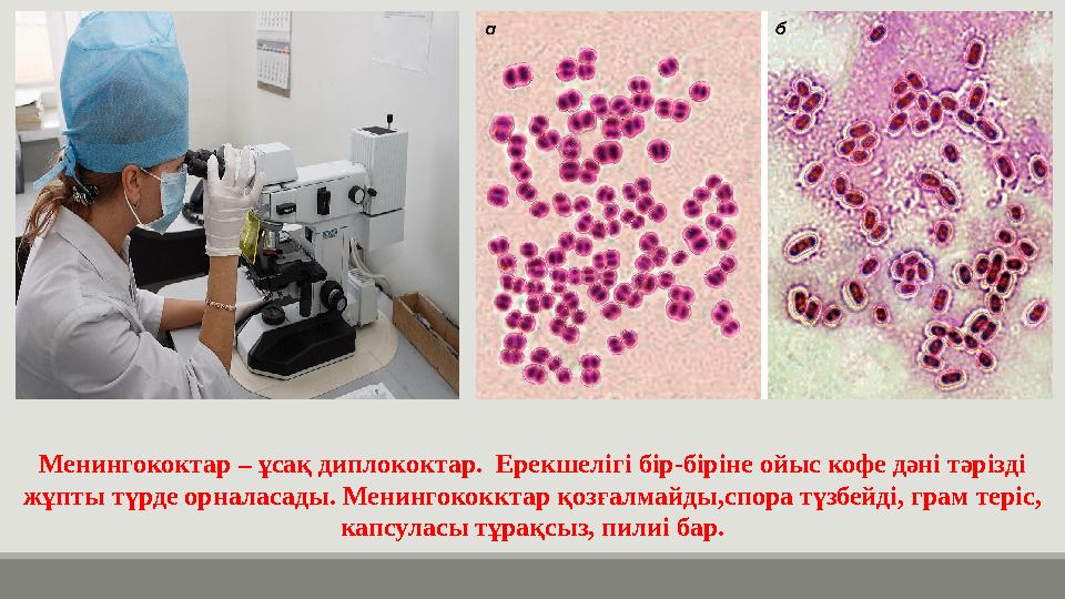 Менингококтар – ұсақ диплококтар. Ерекшелігі бір-біріне ойыс кофе дәні тәрізді жұпты түрде орналасады. Менингококктар қозғалма