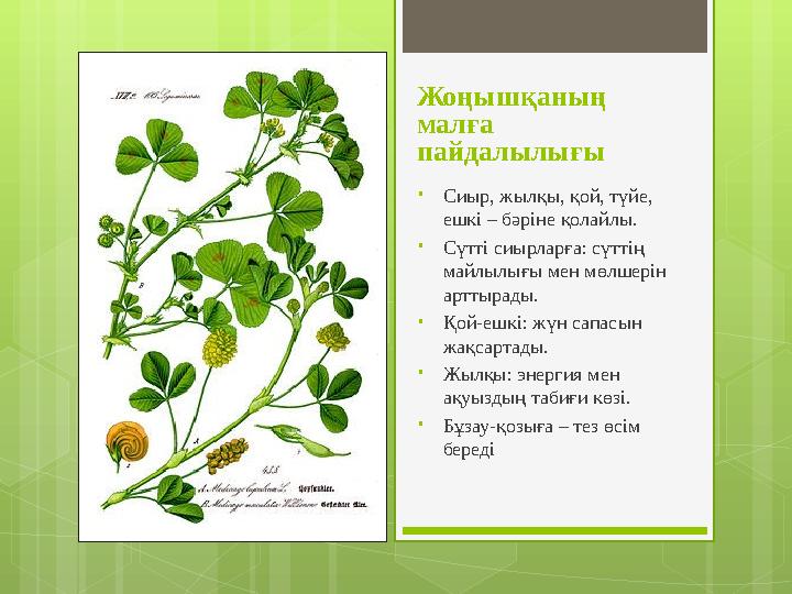 Жоңышқаның малға пайдалылығы •Сиыр, жылқы, қой, түйе, ешкі – бәріне қолайлы. •Сүт