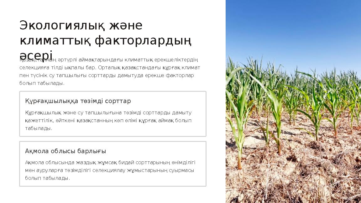 Экологиялық және климаттық факторлардың әсері Қазақстанның әртүрлі аймақтарындағы климаттық ерекшеліктердің селекцияға тілді