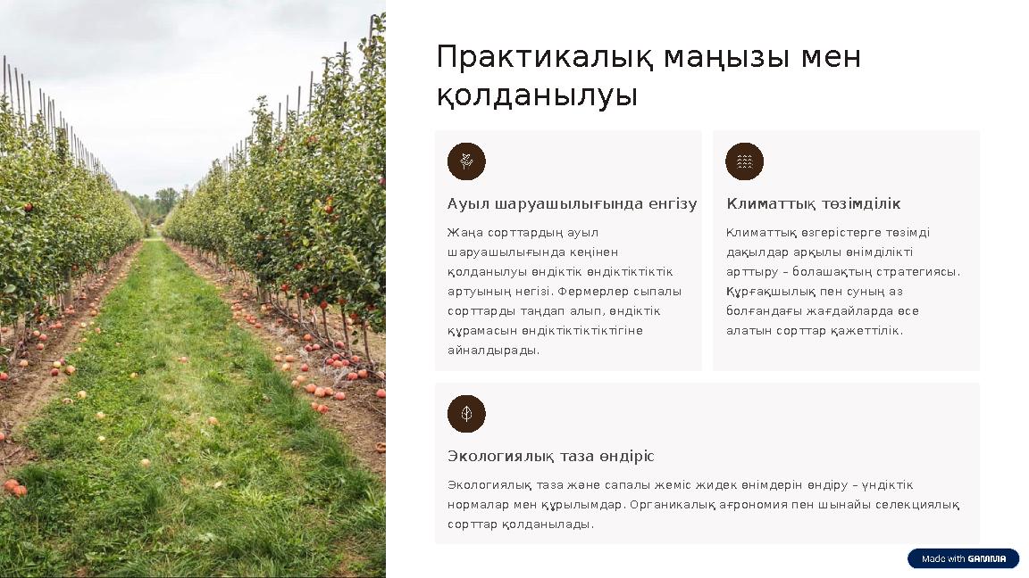 Практикалық маңызы мен қолданылуы Ауыл шаруашылығында енгізу Жаңа сорттардың ауыл шаруашылығында кеңінен қолданылуы өндіктік