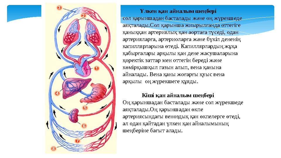 Үлкен қан айналым шеңбері сол қарыншадан басталады және оң жүрекшеде аяқталады.Сол қарынша жиырылғанда оттегіге