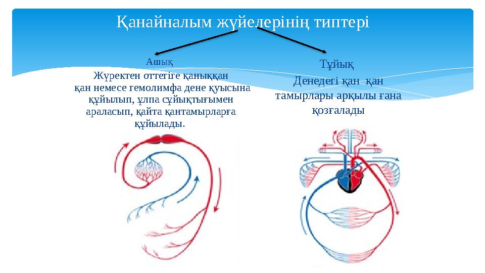Қанайналым жүйелерінің типтері Ашық Жүректен оттегіге қаныққан қан немесе гемолимфа дене қуысына құйылып, ұлпа сұйықтығым