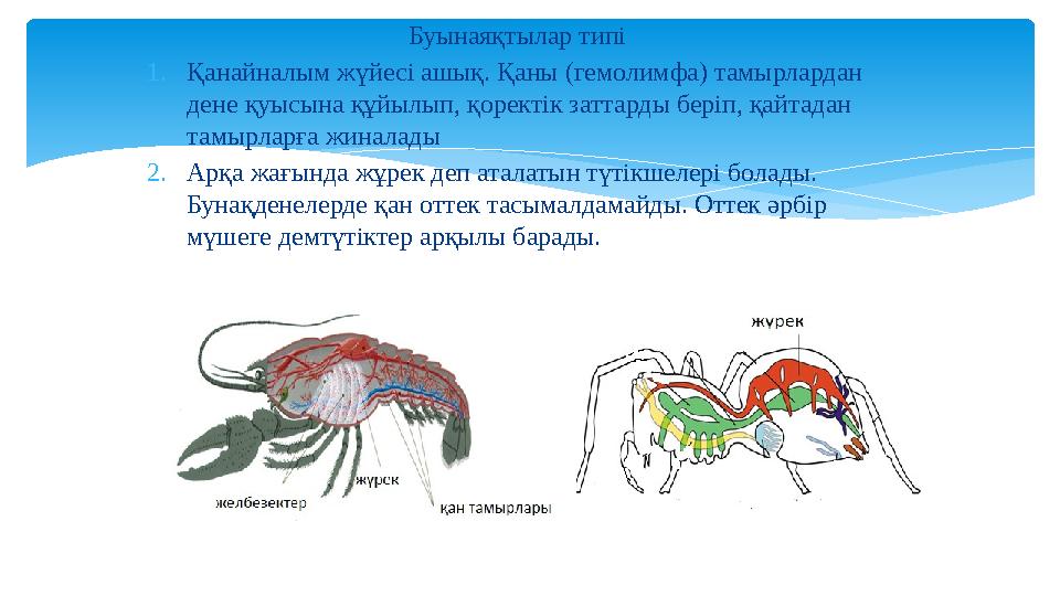 Буынаяқтылар типі 1.Қанайналым жүйесі ашық. Қаны (гемолимфа) тамырлардан дене қуысына құйылып, қоректік заттарды беріп, қай