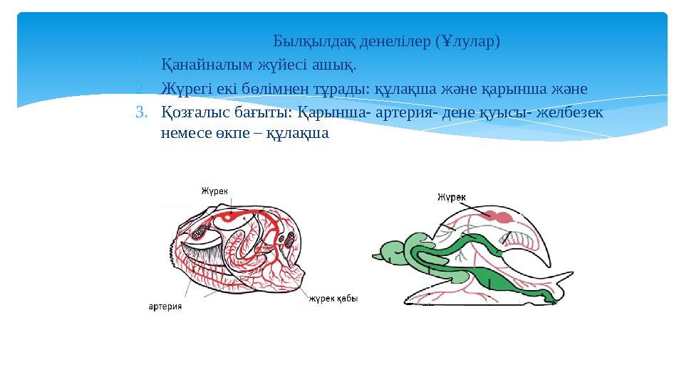 Былқылдақ денелілер (Ұлулар) 1.Қанайналым жүйесі ашық. 2.Жүрегі екі бөлімнен тұрады: құлақша және қарынша және 3.Қозғалыс ба