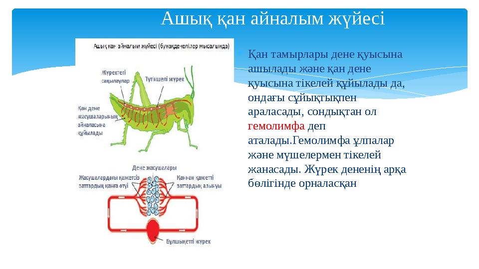 Қан тамырлары дене қуысына ашылады және қан дене қуысына тікелей құйылады да, ондағы сұйықтықпен араласады, сондықтан ол