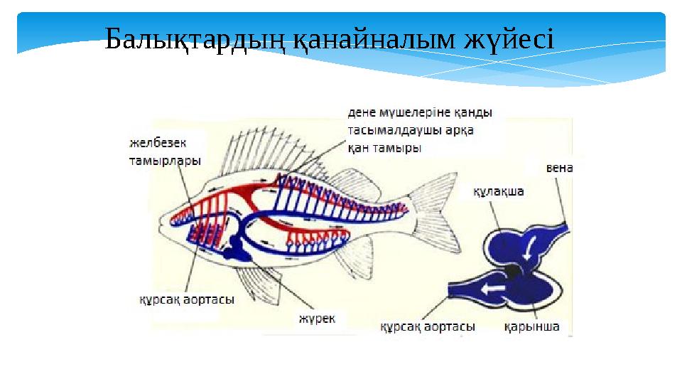 Балықтардың қанайналым жүйесі