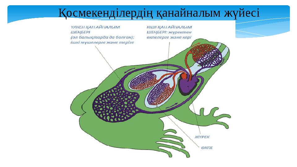 Қосмекенділердің қанайналым жүйесі