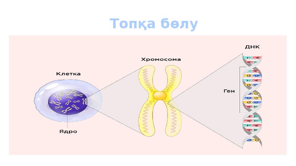 Топқа бөлу