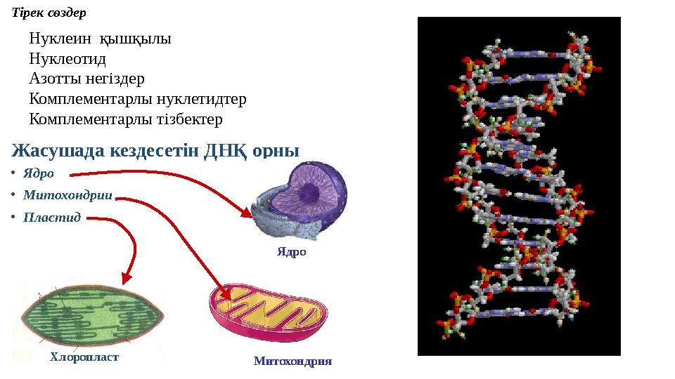 Тірек сөздер Жасушада кездесетін ДНҚ орны •Ядро •Митохондрии •Пластид Хлоропласт Митохондрия Ядро Нуклеин қышқылы Нуклеотид Азо