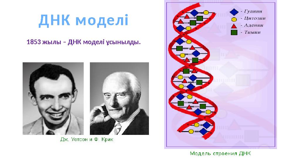 ДНК моделі 1853 жылы – ДНК моделі ұсынылды.