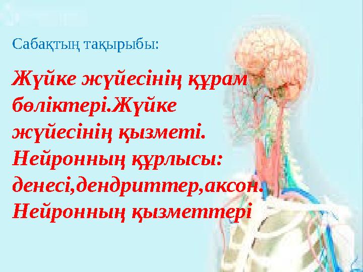 Пейронидің жынысы