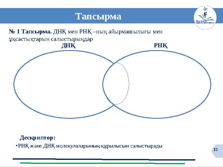 10 № 1 Тапсырма. ДНҚ мен РНҚ –ның айырмашылығы мен ұқсастықтарын салыстырыңдар Тапсырма •РНҚ және ДНҚ молекулаларының құрылысы