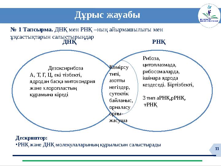 11 № 1 Тапсырма. ДНҚ мен РНҚ –ның айырмашылығы мен ұқсастықтарын салыстырыңдар Дұрыс жауабы Дескриптор: •РНҚ және ДНҚ молекул