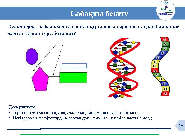 14 14 Сабақты бекіту Суреттерде не бейнеленген, оның құрылысын,арасын қандай байланыс жалғастырып тұр, айтыңыз? Дескриптор: •