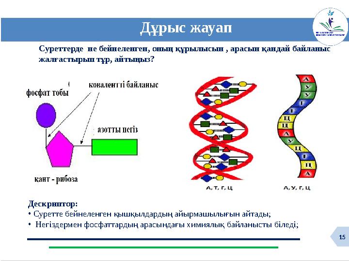 15 15 Дұрыс жауап Суреттерде не бейнеленген, оның құрылысын , арасын қандай байланыс жалғастырып тұр, айтыңыз? Дескриптор: • С