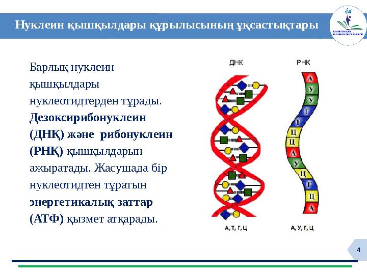 4 Нуклеин қышқылдары құрылысының ұқсастықтары Барлық нуклеин қышқылдары нуклеотидтерден тұрады. Дезоксирибонуклеин (ДНҚ) жә