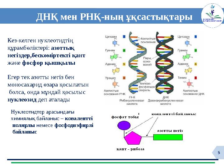 5 ДНҚ мен РНҚ-ның ұқсастықтары Кез-келген нуклеотидтің құрамбөліктері: азоттық негіздер,бескөміртекті қант және фосфор қышқылы