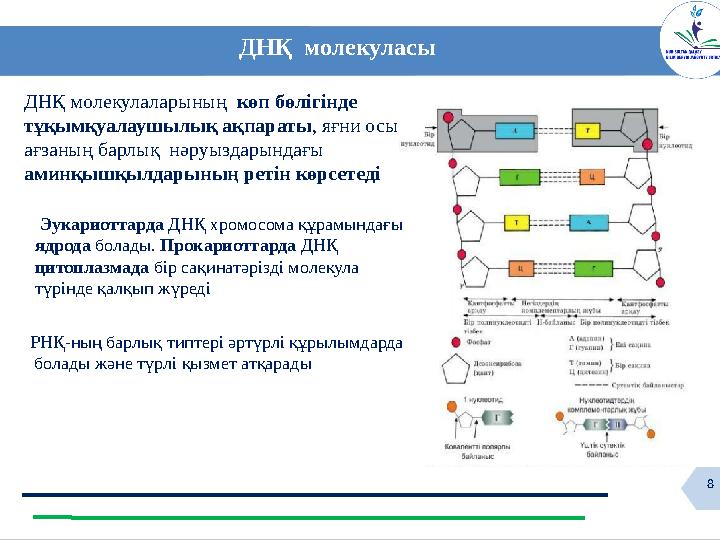 8 ДНҚ молекуласы ДНҚ молекулаларының көп бөлігінде тұқымқуалаушылық ақпараты, яғни осы ағзаның барлық нәруыздарындағы амин