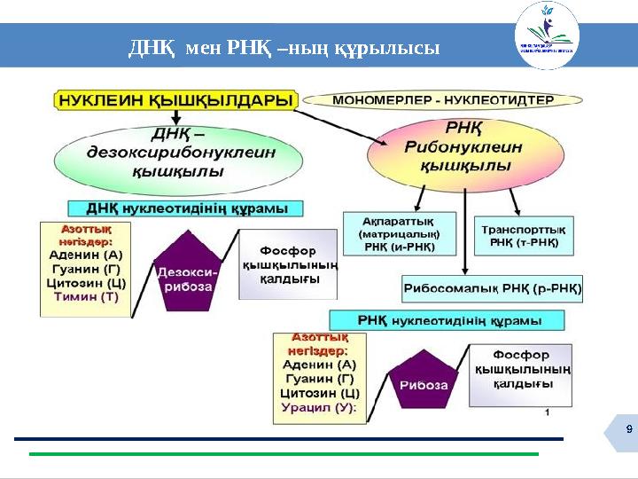 9 ДНҚ мен РНҚ –ның құрылысы