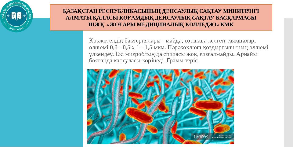 Көкжөтелдің бактериялары - майда, сопақша келген таякшалар, өлшемі 0,3 - 0,5 х 1 - 1,5 мкм. Паракоклюш қоздырғышының өлшемі ү