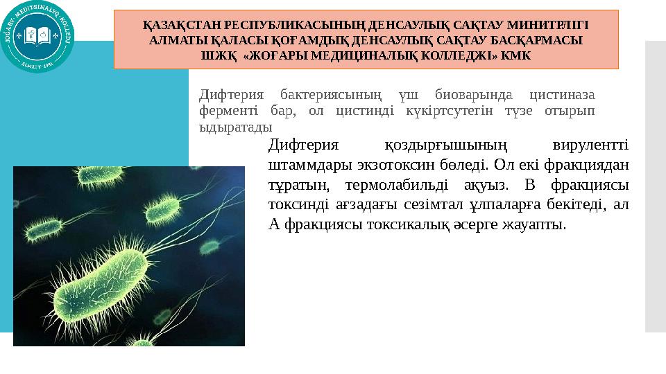 Дифтерия бактериясының үш биоварында цистиназа ферменті бар, ол цистинді күкіртсутегін түзе отырып ыдыратады Дифтерия қоздырғ