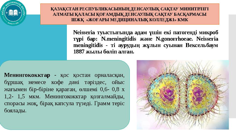 Neisseria туыстығында адам үшін екі патогенді микроб түрі бар: N.meningitidis және N.gonorrhoeae. Neisseria meningitidis - ті