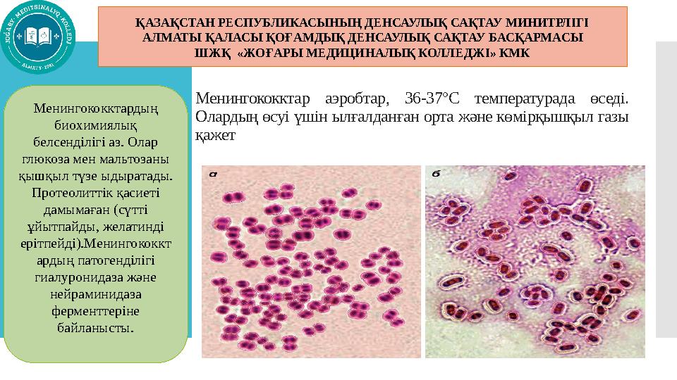 Менингококктар аэробтар, 36-37°С температурада өседі. Олардың өсуі үшін ылғалданған орта және көмірқышқыл газы қажет ҚАЗАҚСТА