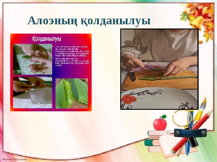 Алоэның қолданылуы