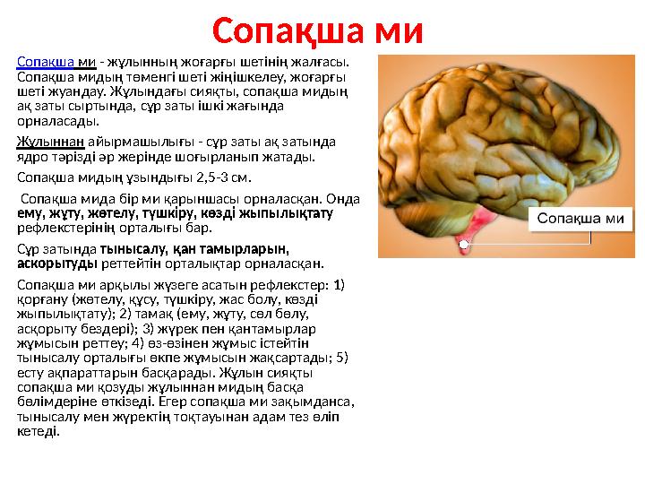 Сопақша ми Сопақша ми - жұлынның жоғарғы шетінің жалғасы. Сопақша мидың төменгі шеті жіңішкелеу, жоғарғы шеті жуандау. Жұлы