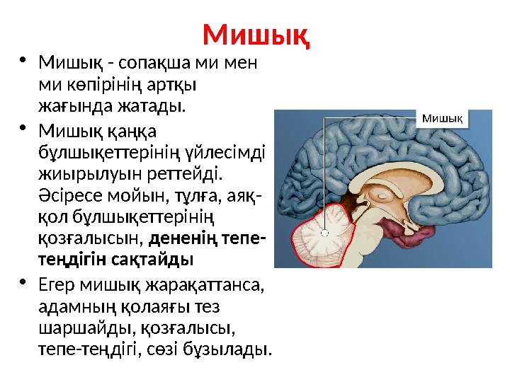 Мишық •Мишық - сопақша ми мен ми көпірінің артқы жағында жатады. •Мишық қаңқа бұлшықеттерінің үйлесімді жиырылуын реттейді.