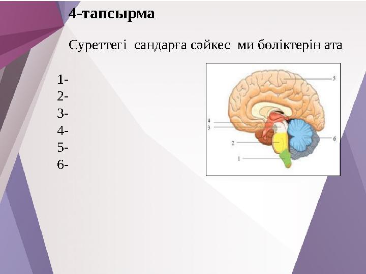 4-тапсырма Суреттегі сандарға сәйкес ми бөліктерін ата 1- 2- 3- 4- 5- 6-