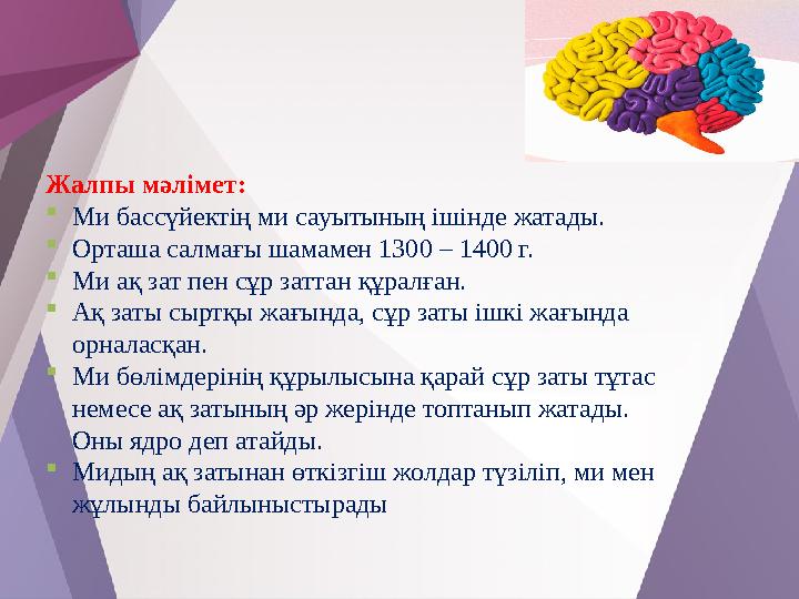 Жалпы мәлімет: Ми бассүйектің ми сауытының ішінде жатады. Орташа салмағы шамамен 1300 – 1400 г. Ми ақ зат пен сұр заттан құра