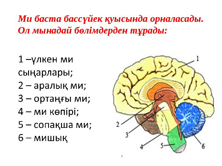 8 Ми баста бассүйек қуысында орналасады. Ол мынадай бөлімдерден тұрады: