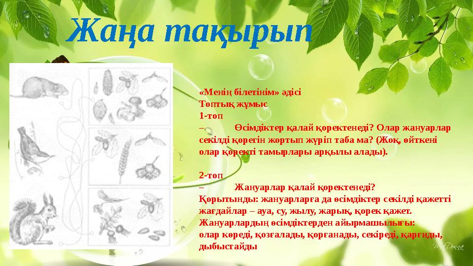 Жаңа тақырып «Менің білетінім» әдісі Топтық жұмыс 1-топ – Өсімдіктер қалай қоректенеді? Олар жануарлар секілді қорегін жортып ж