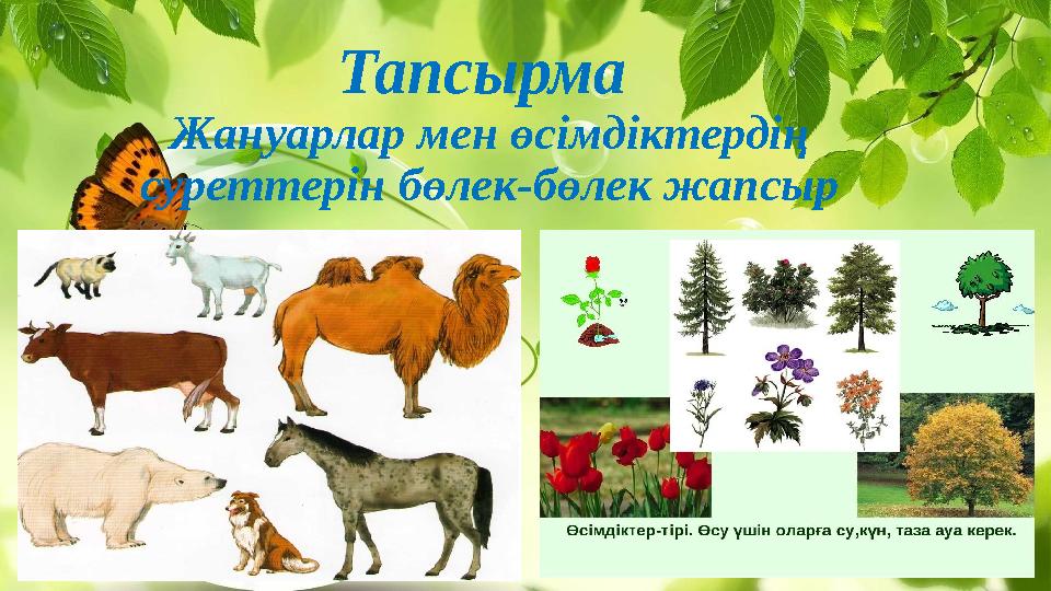 Тапсырма Жануарлар мен өсімдіктердің суреттерін бөлек-бөлек жапсыр