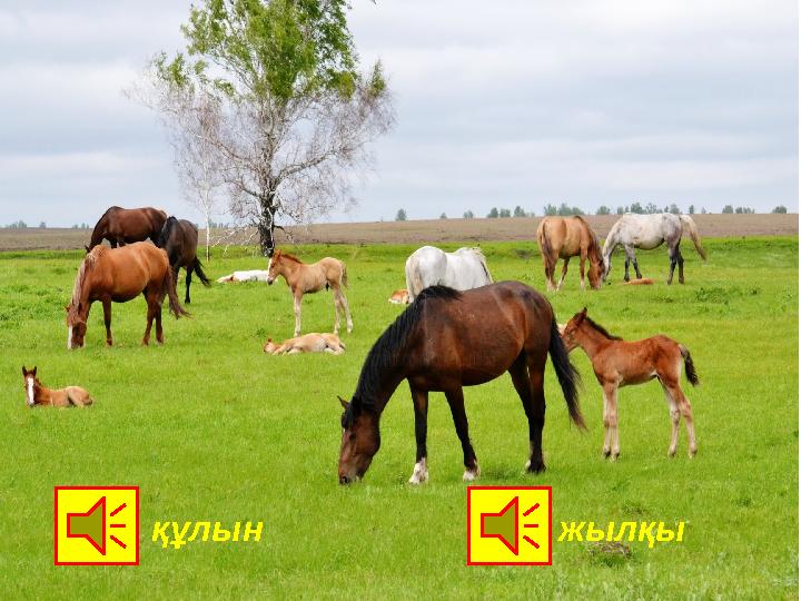 құлын жылқы