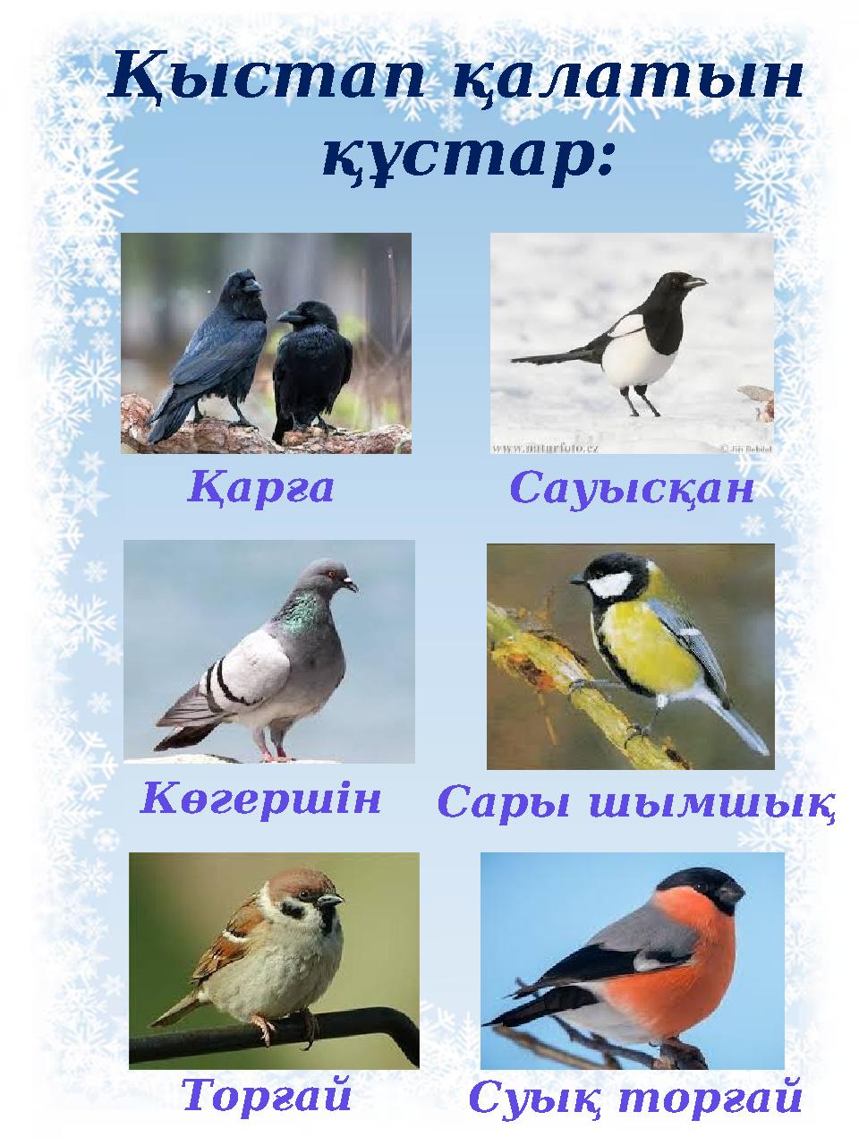 Қыстап қалатын құстар: Қарға Сауысқан Көгершін Сары шымшық Торғай Суық торғай