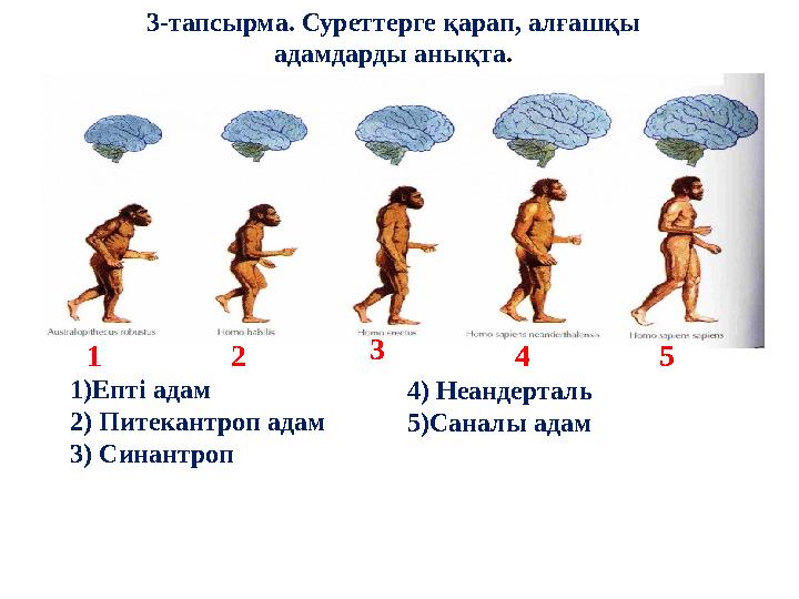 3-тапсырма. Суреттерге қарап, алғашқы адамдарды анықта. 1)Епті адам 2) Питекантроп адам 3) Синантроп 4) Неандерталь 5)Саналы а