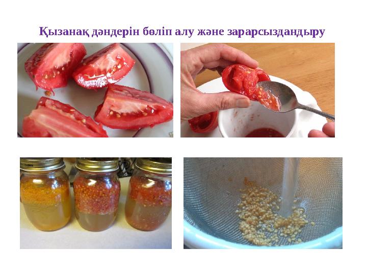 Қызанақ дәндерін бөліп алу және зарарсыздандыру