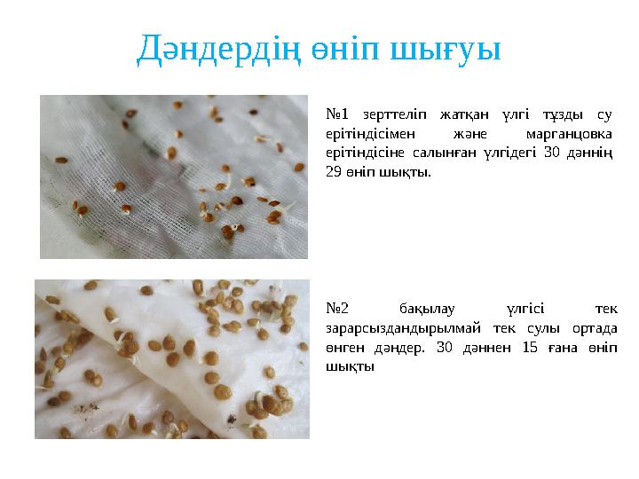 Дәндердің өніп шығуы №1 зерттеліп жатқан үлгі тұзды су ерітіндісімен және марганцовка ерітіндісіне салынған үлгідегі 30 дәннің