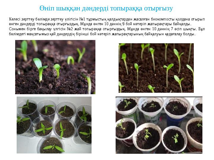 Өніп шыққан дәндерді топыраққа отырғызу Келесі зерттеу бөлімде зерттеу үлігісін №1 тұрмыстық қалдықтардан жасалған биокомпосты қ