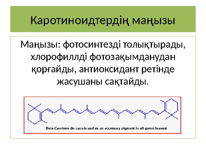 Каротиноидтердің маңызы Маңызы: фотосинтезді толықтырады, хлорофиллді фотозақымданудан қорғайды, антиоксидант ретінде жасушан